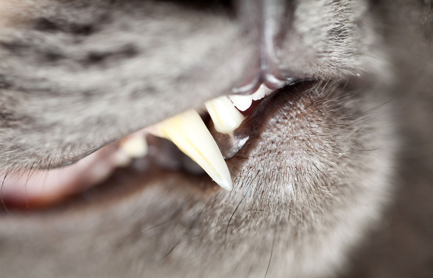 domestic cat teeth close-up