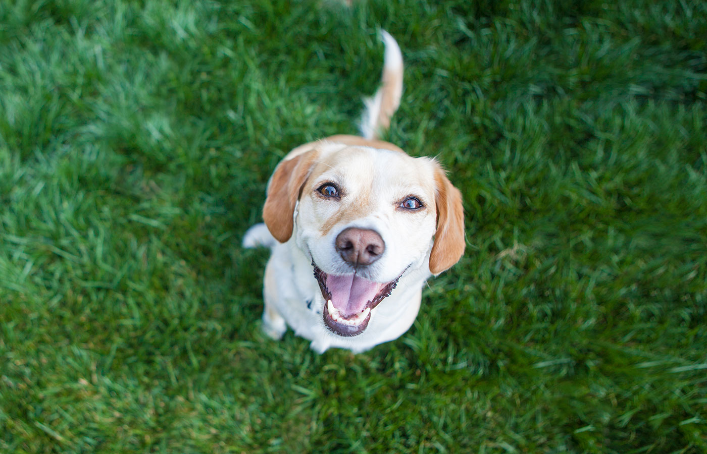 Extras Dog playing outside smiles