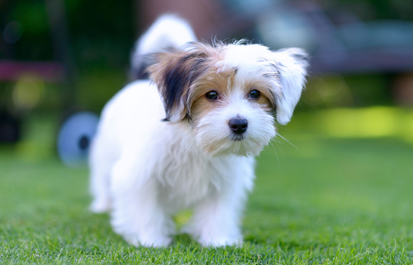 Small-Suite An adorable, curious puppy seems curious and inquisitive while playing on green grass in a vibrant, summer backyard setting