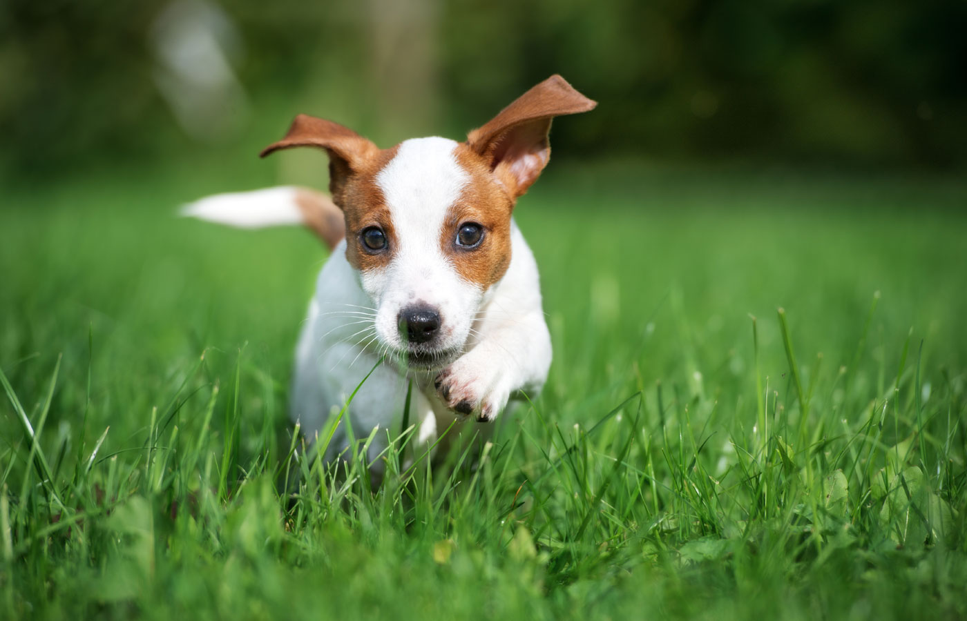 happy puppy running outdoors