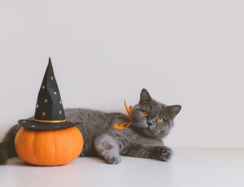 Halloween Hazards for Pets: How to Protect Your Pet This Spooky Season