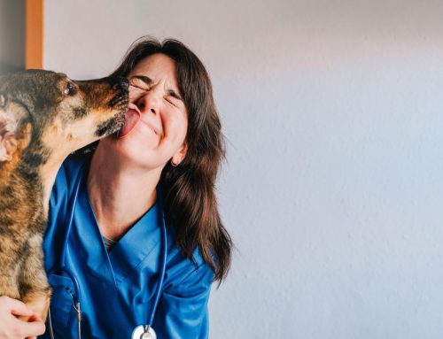 Well and Good: How Wellness Care Protects Your Pet