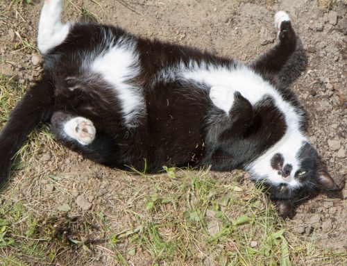 Dirt Dangers 101: Soil Surprises and How They Affect Your Pets