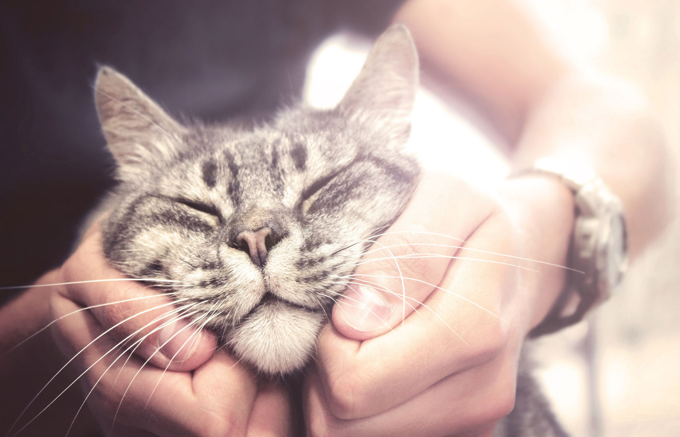 lovely cat in human hands, vintage effect love for the animals