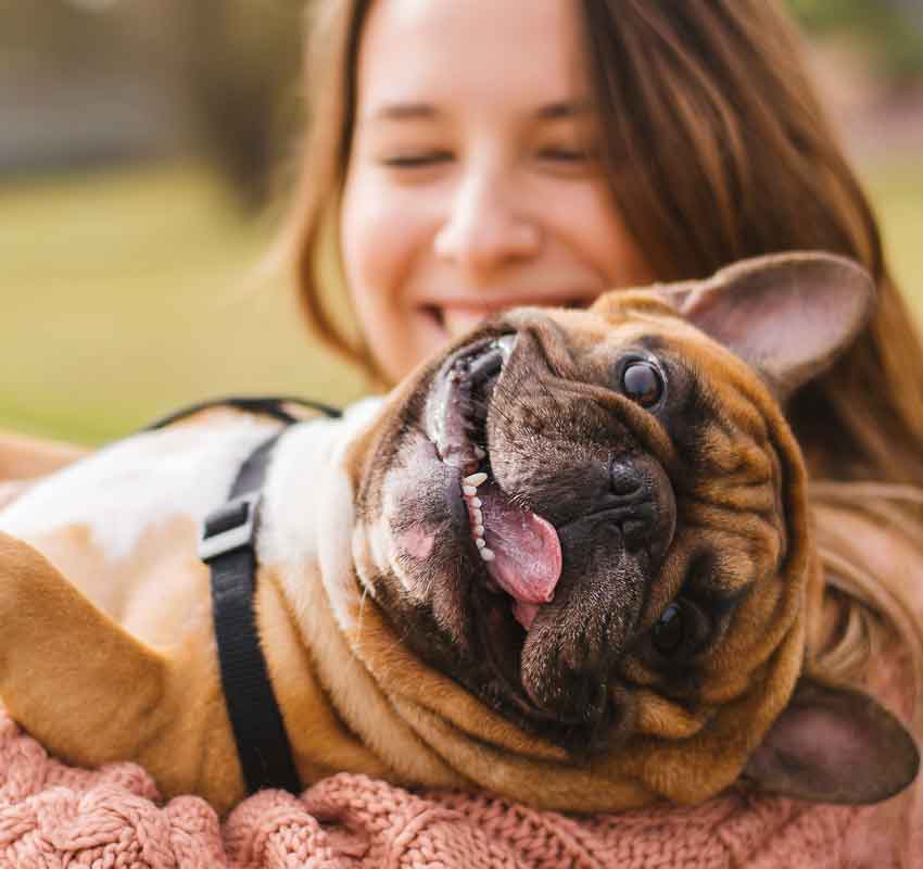 Little dog with owner spend a day at the park playing and having fun