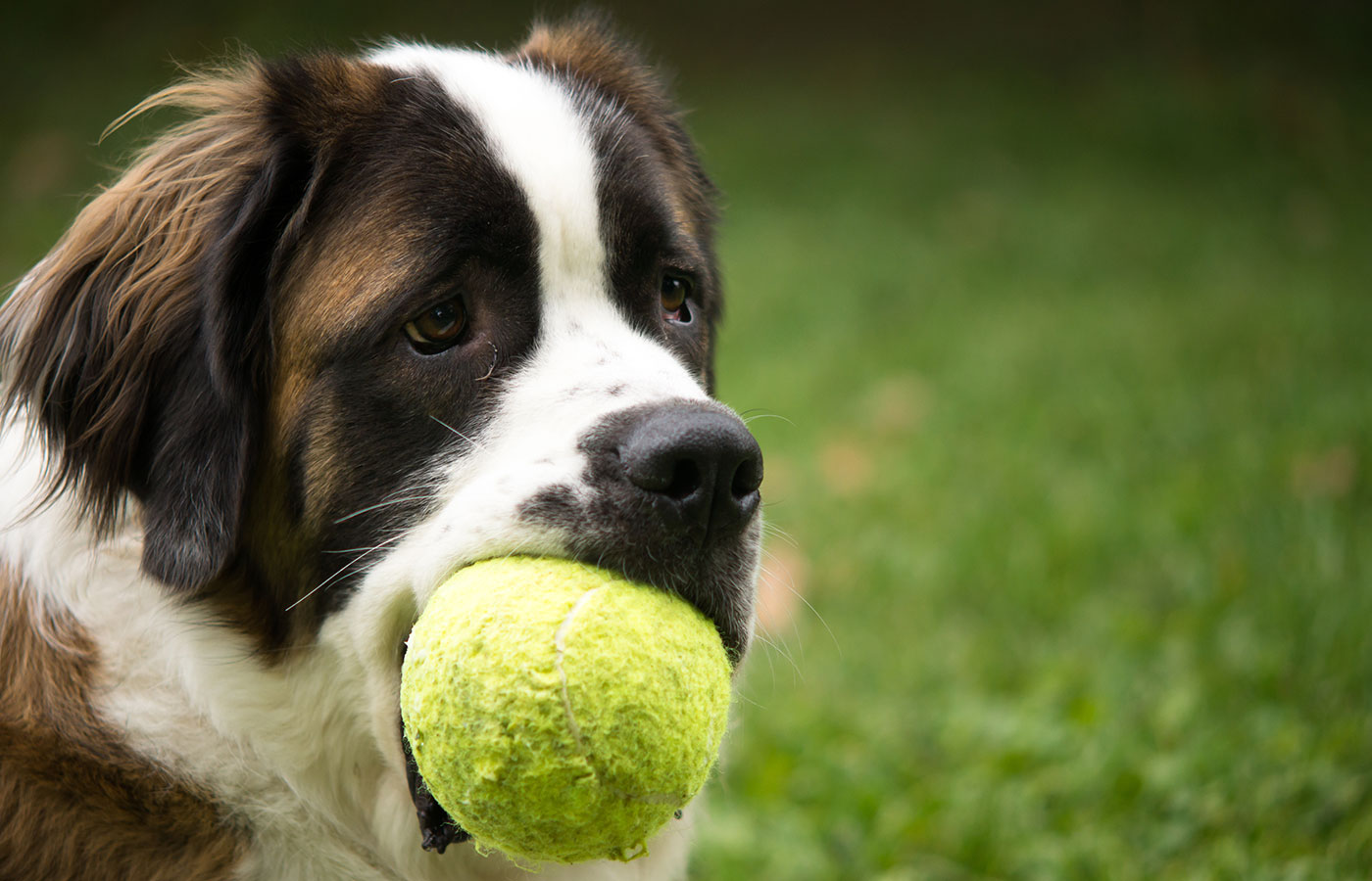 A giant St. Bernard dog plays in a grass yard with a tennis ball as a toy.